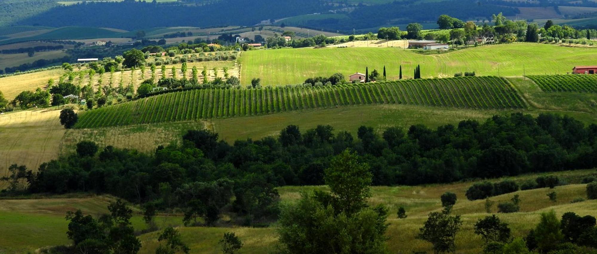 Poggio La Luna - La Casa Nel Vigneto Montemerano Bagian luar foto